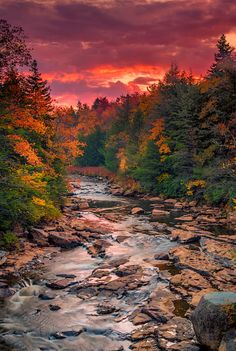 a river running through a forest filled with lots of trees under a colorful sky at sunset