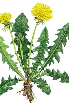 Dandelion Benefits, Dandelion Root Tea, Mother Earth Living, Dandelion Tea, Dandelion Root, Wild Edibles, Wild Food, Wild Plants, Edible Plants