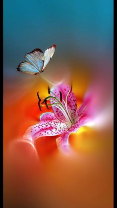 two butterflies flying over a pink flower with an orange and blue background in the foreground