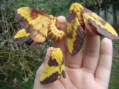 a hand holding two yellow and brown moths in it's palm, with trees in the background