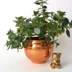 there is a potted plant in the shape of a bear next to a small figurine