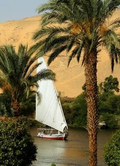 a sailboat sailing down a river with palm trees in the foreground and sand dunes in the background