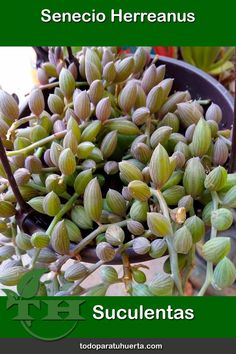 a bunch of flowers that are sitting in a pot on a table with the words succulentas written below it