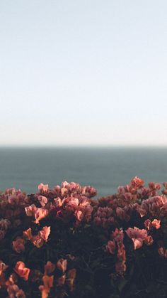 some pink flowers by the water and blue sky