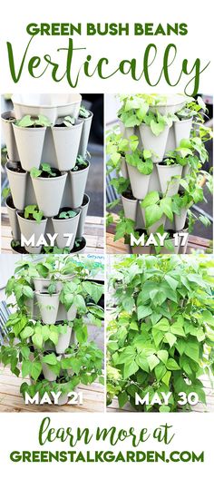 the instructions for how to grow green bush beans vertically in may, may and may