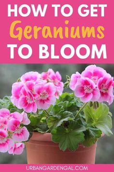 Geranium flowers in a pot Planters With Geraniums, How To Keep Geraniums Blooming, Geraniums In Containers, Garden Hill, Geranium Color