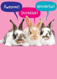 three rabbits sitting next to each other in front of a pink background with speech bubbles