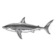 a black and white drawing of a shark