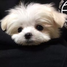 a small white dog laying on top of a black couch