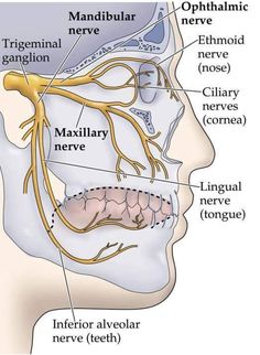 Dental Assistant Study, Dental Hygiene Student, Dental Facts, Dental Life, Deaf Culture, Counting Games, Dental Bridge