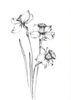 three flowers are shown in this black and white drawing by artist susan schneck