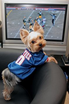 a small dog wearing a football jersey sitting in front of a tv