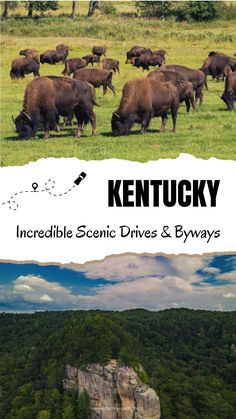 a herd of buffalo grazing on top of a lush green field next to a cliff