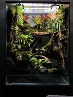 an aquarium filled with lots of plants and trees in it's display case on the wall