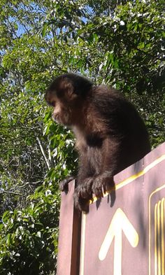 a bear sitting on top of a sign in front of some trees and bushes with an arrow pointing to the right