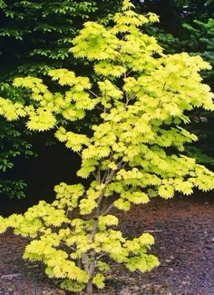 a small yellow tree in front of some trees