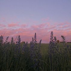 the sky is pink and purple as it sets behind some tall grass with blue flowers