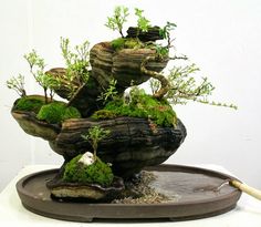 a bonsai tree is displayed on a tray with rocks and moss in the center