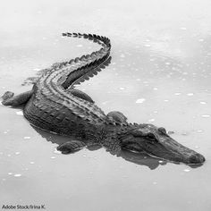 an alligator is laying in the water