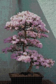 a bonsai tree with purple flowers is shown in front of a blue and green background