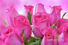 a bouquet of pink roses with green stems