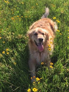 a dog standing in the grass with its tongue out