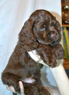 a small brown dog sitting on top of a person's arm