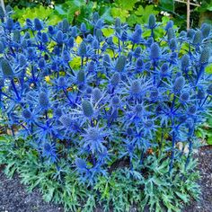 blue flowers are growing in the garden