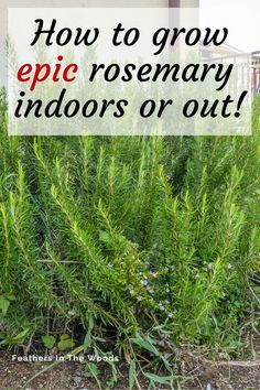 some plants with the words how to grow epic rosemary indoors or out in front of them