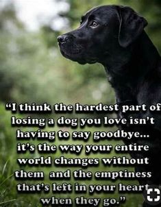 a black dog sitting in the grass with a quote on it that says, i think the harder part of losing a dog you love isn't having to say goodbye