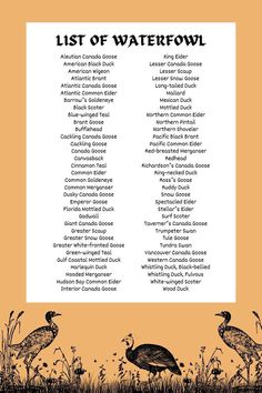 a list of waterfowl with sketches of birds at the bottom of the page. The birds have long legs and long necks and are walking among reeds. Blue Winged Teal, Black Duck, Snow Goose, Atlantic Canada, Mallard, Swans