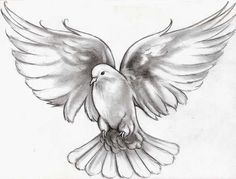 a drawing of a bird with its wings spread