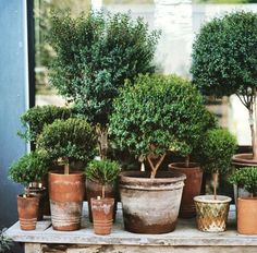 several potted trees sitting on top of a wooden table