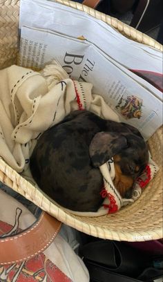 a small dog curled up in a basket