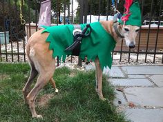 a dog dressed up in a green costume