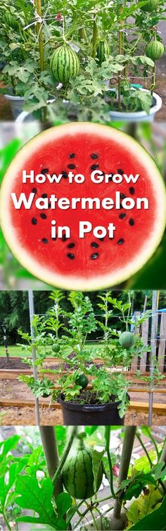 how to grow watermelon in pot