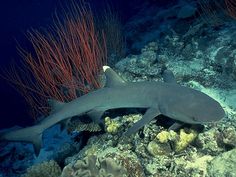 a blacktiped shark swims on the ocean floor near corals and sea fans