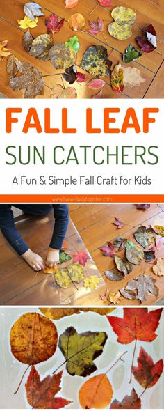 fall leaf sun catchers are an easy and fun craft for kids to make with leaves