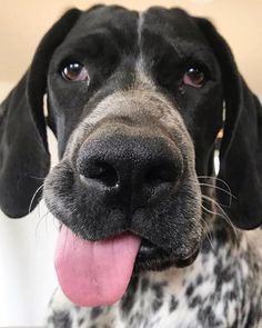 a black and white dog with its tongue hanging out