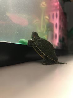 a small turtle sitting on top of a white counter next to a window with pink buildings in the background