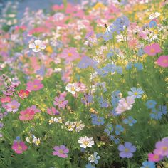 the flowers are all different colors in the field, and there is no image here to provide a caption for