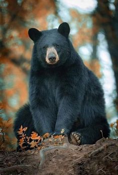 a large black bear sitting on top of a tree stump in the woods with fall foliage