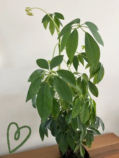 a potted plant sitting on top of a wooden table