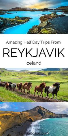 some horses are walking on the grass by the water and mountains with text overlay that reads amazing half day trips from rekjawk iceland