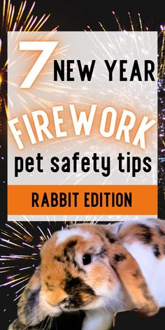 Fireworks are really scary for pets of all shapes and sizes. Learn about firework pet safety for rabbits and what you can do to calm down a rabbit who's been scared by fireworks on new years eve How To Calm Down, Pet Rabbits