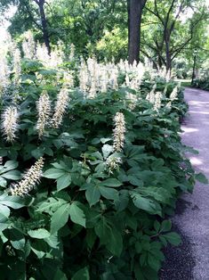 some very pretty plants by the side of the road with trees in the back ground