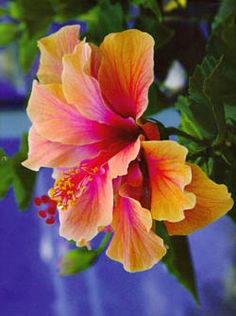 an orange and pink flower with green leaves