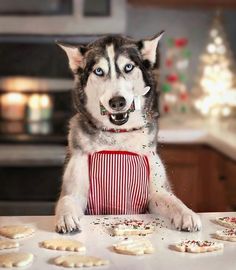 a husky dog sitting at a table with cookies in front of him and looking up