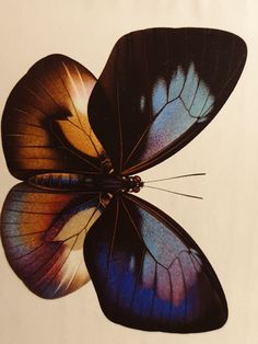 three butterflies with different colors on their wings