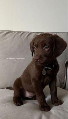 a brown puppy sitting on top of a white couch